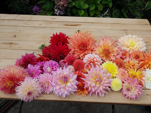 Khu vườn thơ mộng của người mẹ c&ugrave;ng c&ocirc; con g&aacute;i nhỏ xinh đẹp  - Ảnh 32.