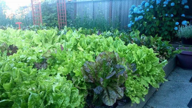 Khu vườn thơ mộng của người mẹ c&ugrave;ng c&ocirc; con g&aacute;i nhỏ xinh đẹp  - Ảnh 9.