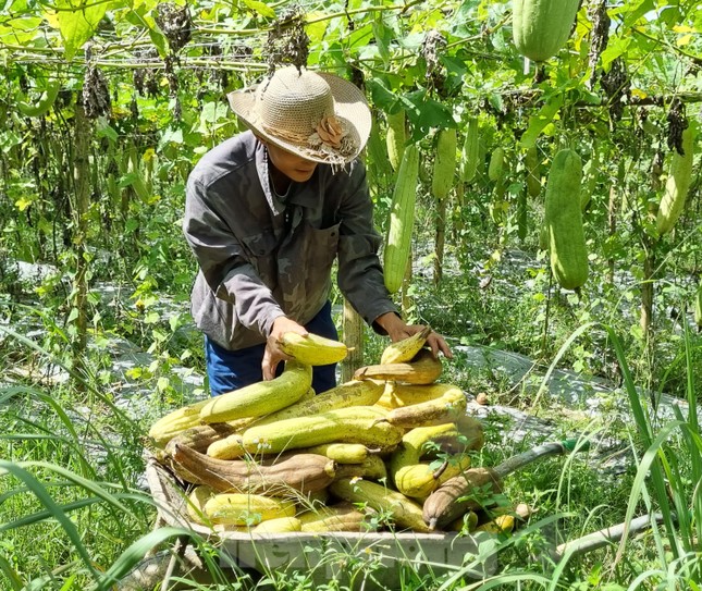 Nghỉ việc ngân hàng lương cao, chàng trai Bắc Ninh biến xơ mướp thành sản phẩm xuất khẩu nghìn đô - Ảnh 4.