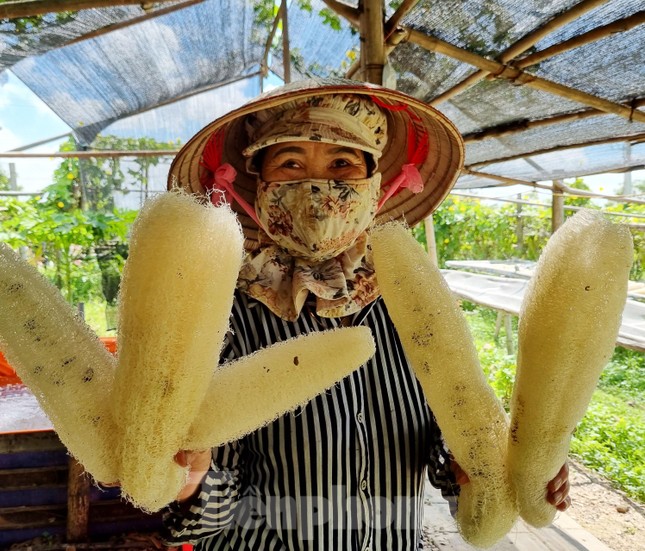 Nghỉ việc ngân hàng lương cao, chàng trai Bắc Ninh biến xơ mướp thành sản phẩm xuất khẩu nghìn đô - Ảnh 6.