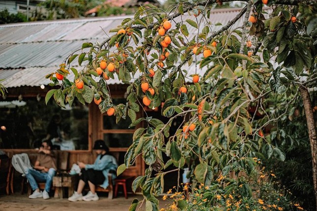 Mùa hồng chín “chill” hết nấc với cà phê Đà Lạt: Vừa săn ảnh thơ mộng vừa mải mê hái quả - Ảnh 5.