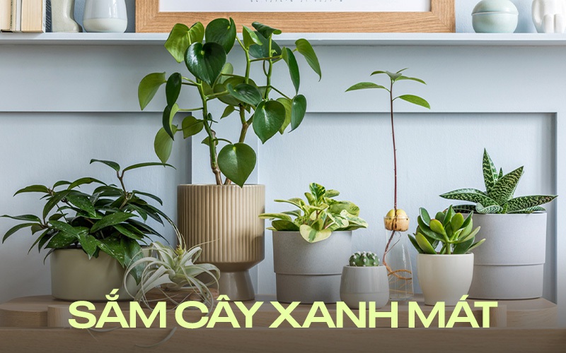 7 cây xanh nên trồng để không gian nhà cửa trở nên thoáng đãng, tươi mát