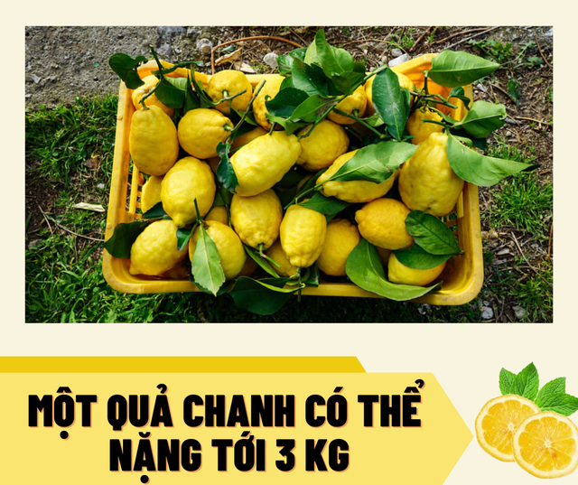 C&aacute;ch l&agrave;m du lịch độc đ&aacute;o của một thị trấn trồng chanh ở miền nam nước &Yacute; - Ảnh 3.