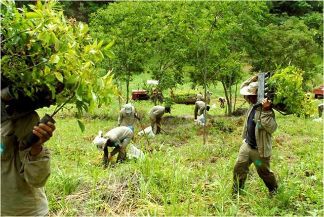 Vợ chồng nhiếp ảnh gia nổi tiếng dành 20 năm để hồi sinh một vùng đất chết rộng hơn 700ha - Ảnh 2.