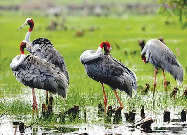 Về An Giang mùa nước nổi, lênh đênh giữa rừng Tràm Trà Sư ăn lẩu cá linh độc nhất vô nhị’ - Ảnh 4.