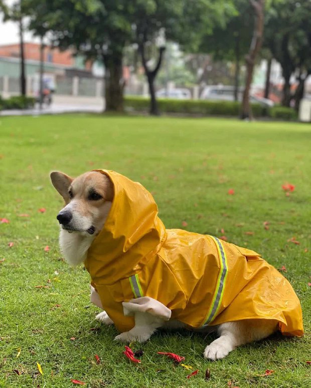 Gặp chú chó 4 tuổi đã cùng chủ nhân du lịch khắp nơi: Đi từ Nam ra Bắc, sang cả châu Âu - Ảnh 10.