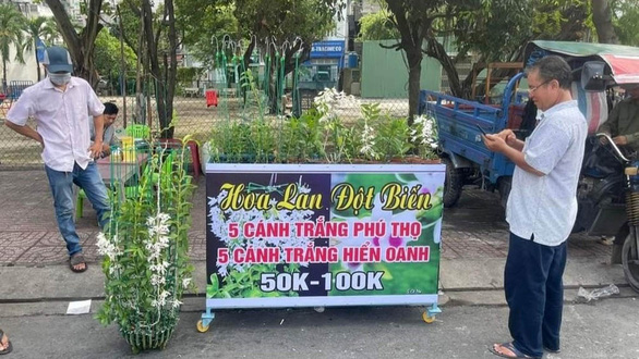 Lan đột biến rớt khốc liệt từ tiền tỉ xuống vài chục ngàn vẫn không ai mua - Ảnh 1.