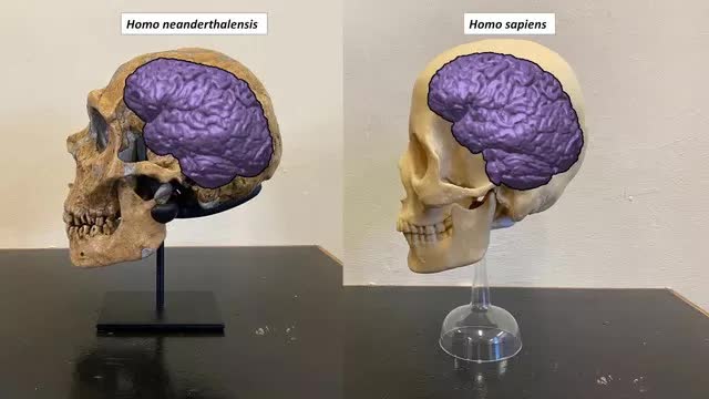 Tại sao người Neanderthal lại thất bại trong cuộc chiến sinh tồn? - Ảnh 1.