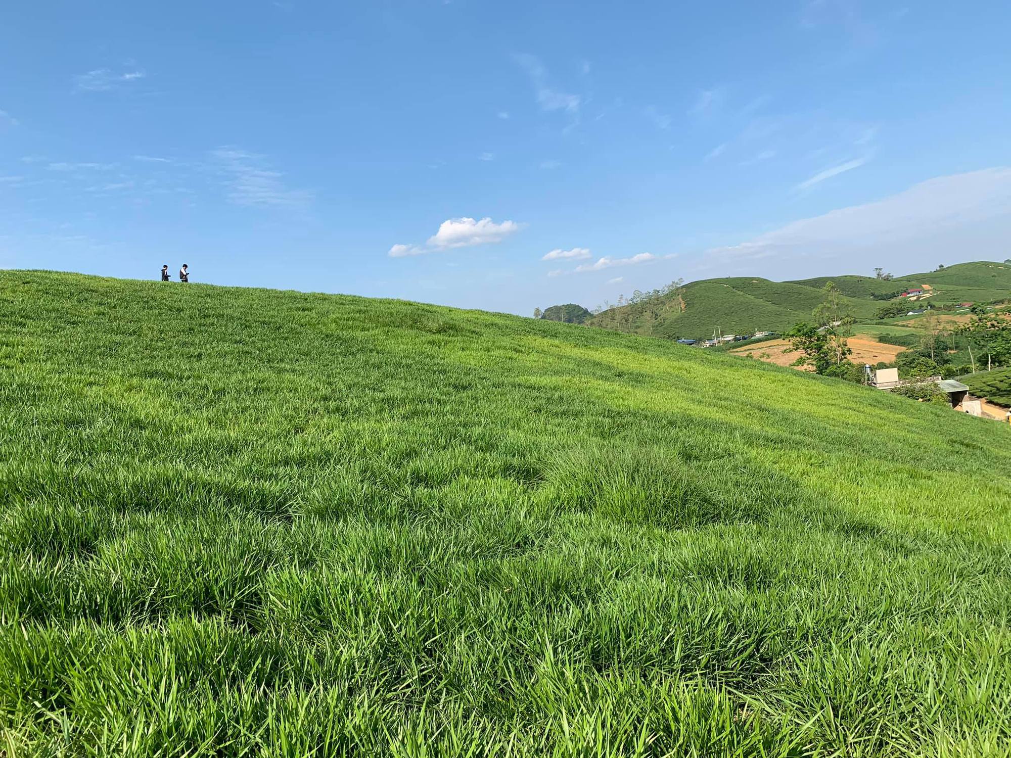 Chia sẻ với hơn 123 hình nền đồng cỏ xanh tươi mát mới nhất   thtantai2eduvn