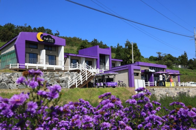 The strange island in Korea where everything is covered in purple, every corner is beautiful and sparkling - Photo 2.