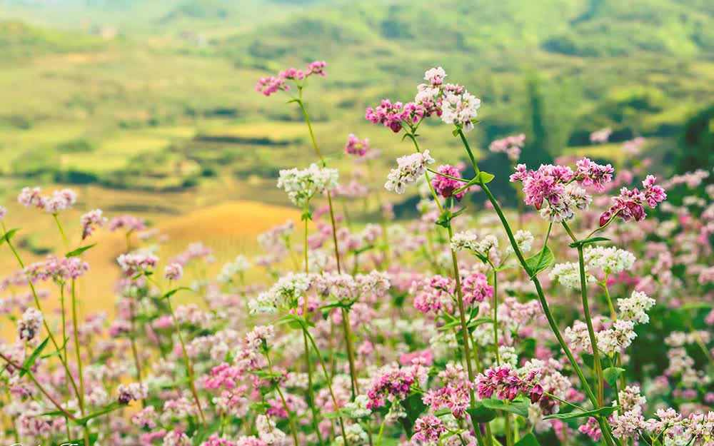 Planning to go to Ha Giang to see buckwheat flowers at a cost of 3.5 million VND - Photo 1. Planning to go to Ha Giang to see buckwheat flowers at a cost of 3.5 million VND - Photo 1.