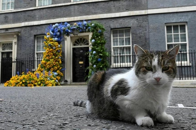 Mèo Larry sẽ đi đâu khi tân Thủ tướng Anh Liz Truss tiếp quản căn nhà số 10 phố Downing? - Ảnh 1.