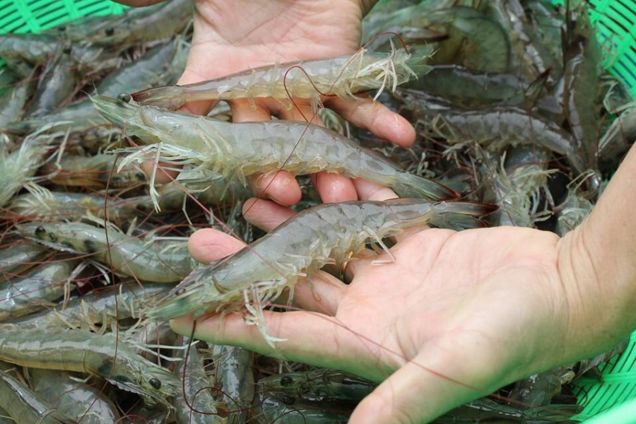 Những thực phẩm phá nát gan nhanh hơn bia rượu, toàn món quen thuộc trên mâm cơm của người Việt - Ảnh 6.