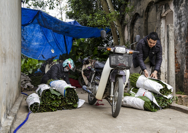 Hà Nội: Người dân làng Tràng Cát tất bật “hái lá đếm tiền” - Ảnh 10.