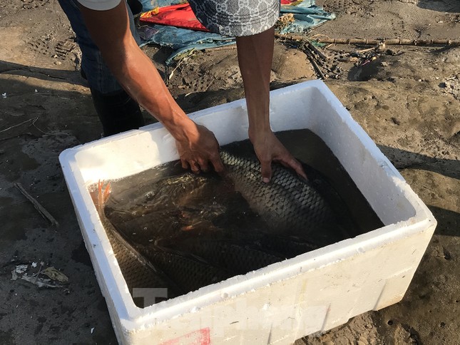 H&agrave; Nội: C&uacute;ng &ocirc;ng T&aacute;o, 9 con c&aacute; ch&eacute;p vừa thả xuống s&ocirc;ng bị thả lưới bắt lại 8 con - Ảnh 8.