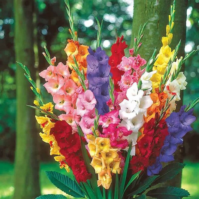 10 loài hoa được chưng Tết nhiều nhất: Không chỉ rực rỡ mà còn mang ý nghĩa phong thủy tốt đẹp - Ảnh 4.