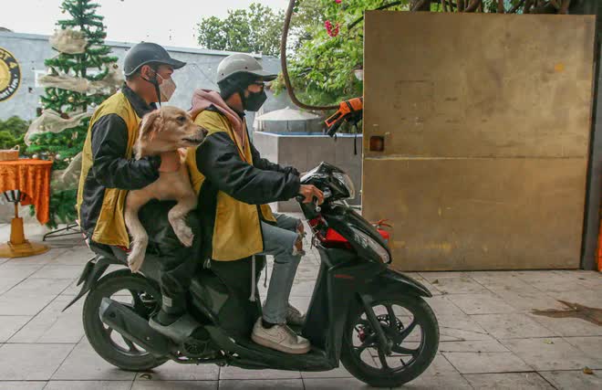 Khách sạn thú cưng cháy phòng dịp Tết - Ảnh 12.