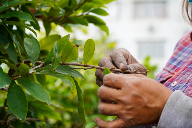 Nh&agrave; vườn TP.HCM chi h&agrave;ng chục triệu đồng thu&ecirc; người lặt l&aacute; mai đ&oacute;n Tết Qu&yacute; M&atilde;o 2023 - Ảnh 6.