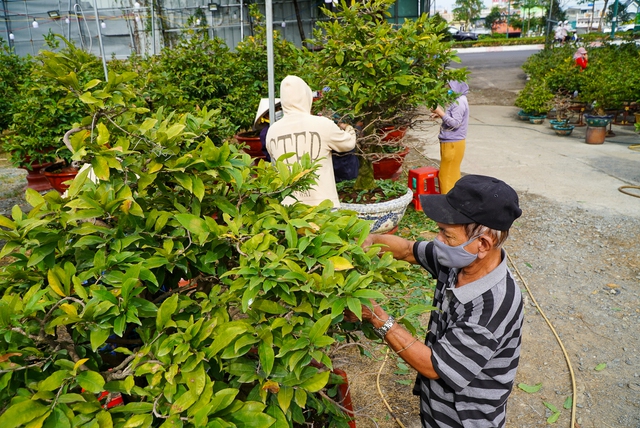 Nh&agrave; vườn TP.HCM chi h&agrave;ng chục triệu đồng thu&ecirc; người lặt l&aacute; mai đ&oacute;n Tết Qu&yacute; M&atilde;o 2023 - Ảnh 4.