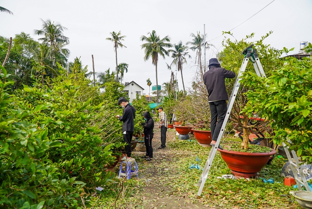 Nh&agrave; vườn TP.HCM chi h&agrave;ng chục triệu đồng thu&ecirc; người lặt l&aacute; mai đ&oacute;n Tết Qu&yacute; M&atilde;o 2023 - Ảnh 1.