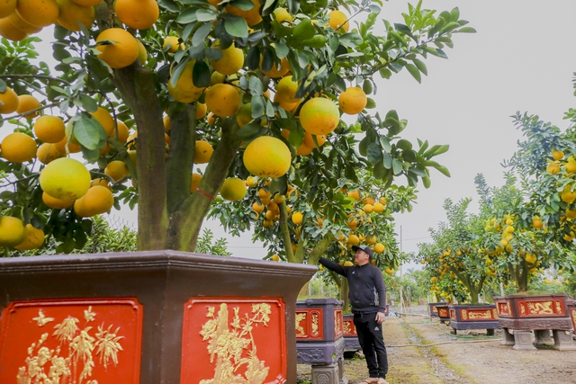 Bưởi cổ thụ gi&aacute; chục triệu ch&aacute;y h&agrave;ng, được săn đ&oacute;n trước Tết Qu&yacute; M&atilde;o - Ảnh 1.