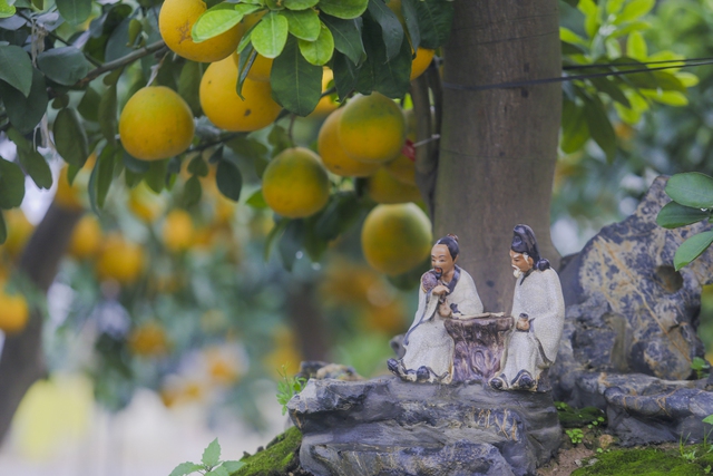 Bưởi cổ thụ gi&aacute; chục triệu ch&aacute;y h&agrave;ng, được săn đ&oacute;n trước Tết Qu&yacute; M&atilde;o - Ảnh 8.