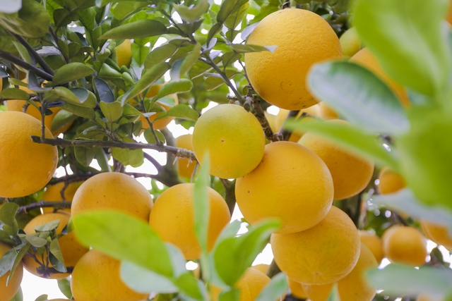 Bưởi cổ thụ gi&aacute; chục triệu ch&aacute;y h&agrave;ng, được săn đ&oacute;n trước Tết Qu&yacute; M&atilde;o - Ảnh 6.