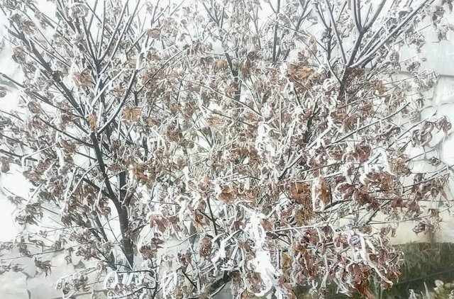 Băng tuyết phủ trắng cảnh vật, cây cối trên đỉnh Fansipan - Ảnh 4.