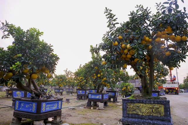 Bưởi cổ thụ gi&aacute; chục triệu ch&aacute;y h&agrave;ng, được săn đ&oacute;n trước Tết Qu&yacute; M&atilde;o - Ảnh 3.