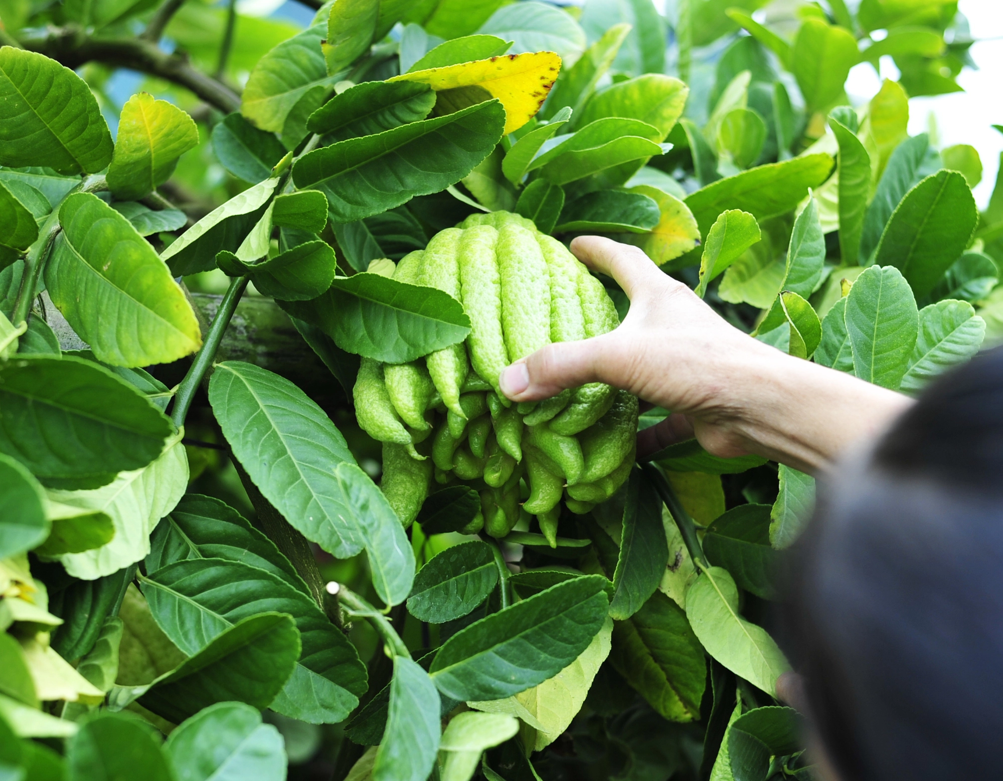 Loại quả thơm lừng trên mâm ngũ quả ngày Tết nhưng không phải chị em nào cũng biết cách chọn - Ảnh 6.