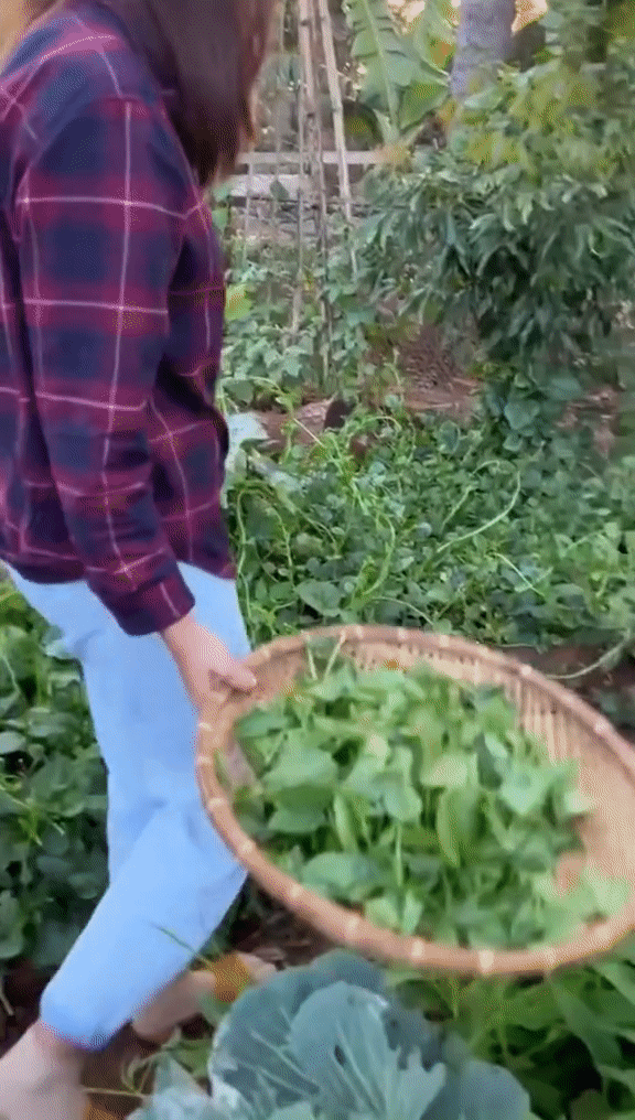 Vườn rau xanh mướt ở quê nhà của HHen Niê: Bắp cải, cà chua, đậu đũa... chen chúc, cứ bước ra là có đồ ăn - Ảnh 5.