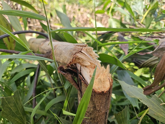 Công an vào cuộc điều tra vụ rừng keo 3000 cây của lão nông nghi bị chặt phá - Ảnh 2.