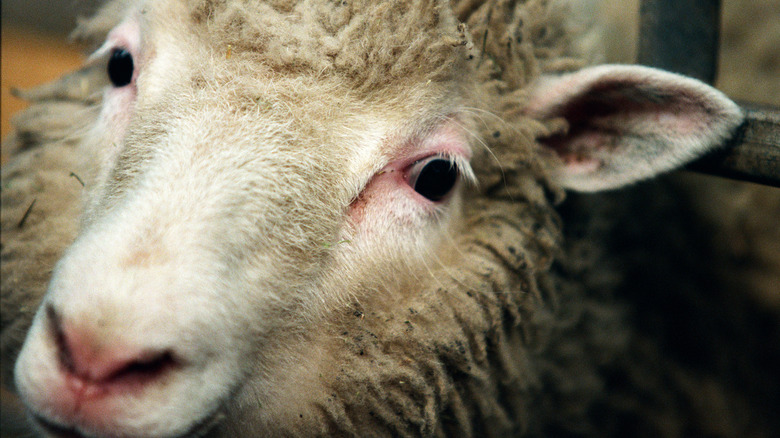 Chuyện gì đã xảy ra với chú cừu Dolly và bản sao của cô ấy?