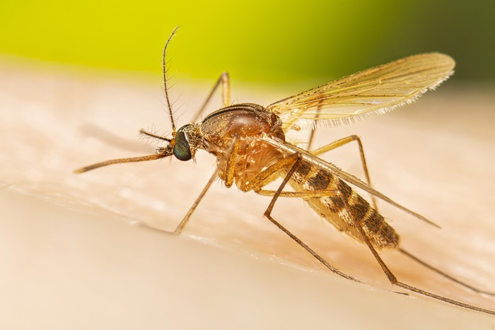Mỹ huy động hàng triệu con muỗi lên trực thăng để cứu loài vật đang có nguy cơ tuyệt chủng