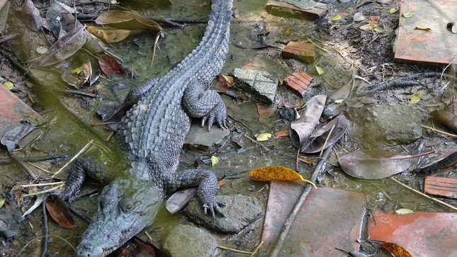 6 con cá sấu sổng chuồng ra công viên ở Kiên Giang - Ảnh 2.