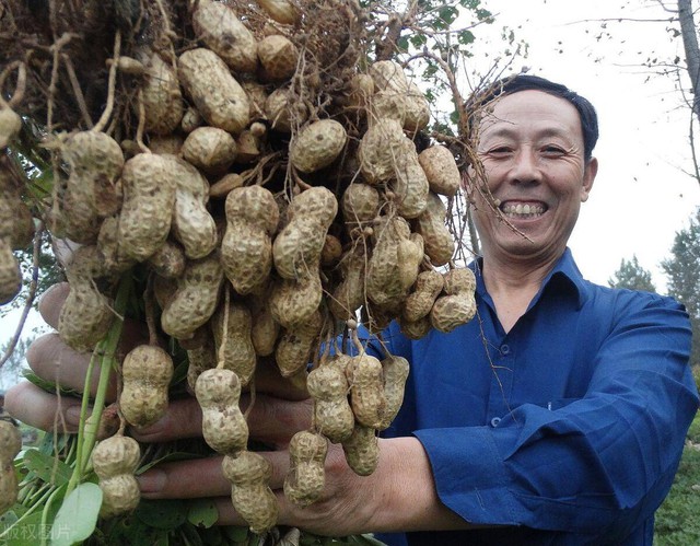 Kỳ lạ nông dân Trung Quốc cứ trồng lạc là giẫm chân lên cây, chuyên gia: Mẹo hay nên làm! - Ảnh 6.