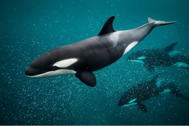 Nga: Phát hiện “dị vật” kỳ lạ trong xác cá voi sát thủ, đâu là nguyên nhân? - Ảnh 2.