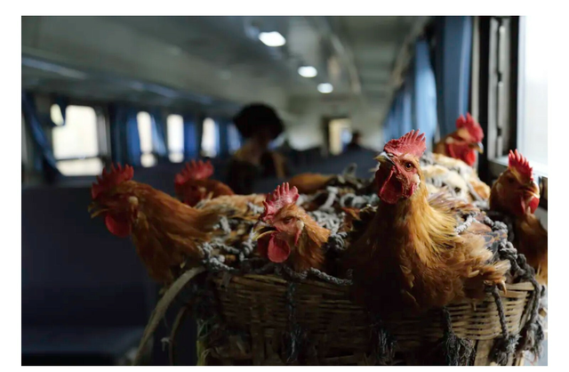 Muôn ngàn sắc thái trên chuyến tàu chạy chậm nhất Trung Quốc: Có đoàn rước dâu, bầy gia súc và... hy vọng của lũ trẻ - Ảnh 6.