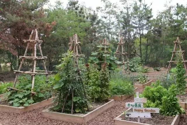 Bán nhà phố ra ngoại ô, người đàn ông thuê hơn 70.000m2 đất để an cư rồi “lên đời” nhờ mảnh vườn 2.000m2 - Ảnh 8.