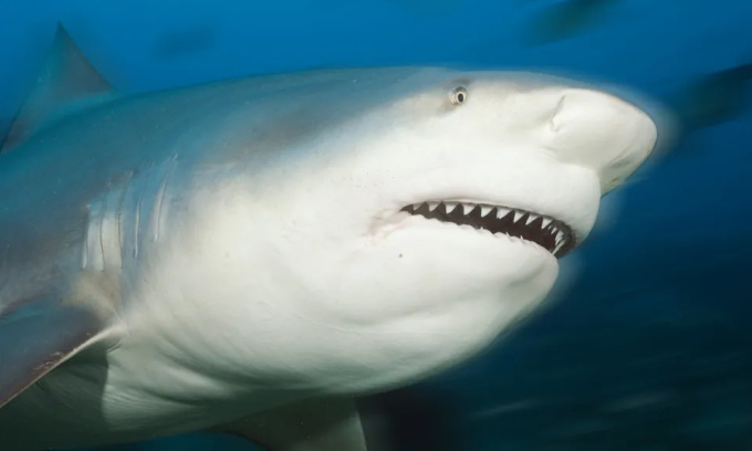 Australia: Kỳ lạ đàn cá mập sống dưới hồ ở sân golf suốt 20 năm