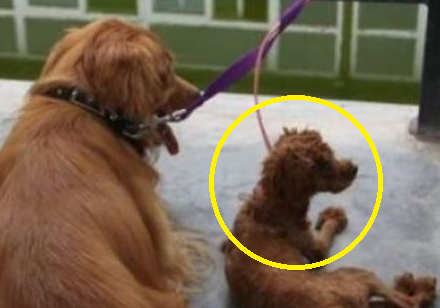 Chủ nuôi chó Golden và Poodle, chủ bất ngờ trước kết quả của cuộc tình "lén lút"