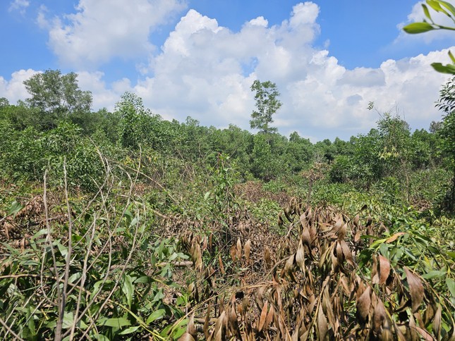 Lão nông lặng người trước rừng keo tràm 3.000 cây bị phá hoại - Ảnh 1.