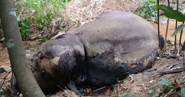 Phát hiện voi rừng chết chưa rõ nguyên nhân ở Nghệ An - Ảnh 1.