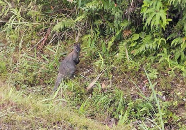 Vườn quốc gia Hoàng Liên sẵn sàng tiếp nhận 4 con chuột túi phát hiện ở Cao Bằng - Ảnh 1.