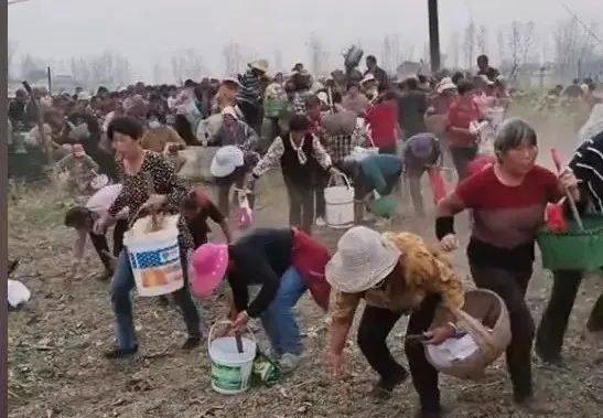 Trung Quốc: Chưa kịp thu hoạch nông sản, hàng trăm người đổ ra đồng ‘cướp bóc’ gây thiệt hại hơn 670 triệu đồng, chủ hộ gào khóc trong bất lực