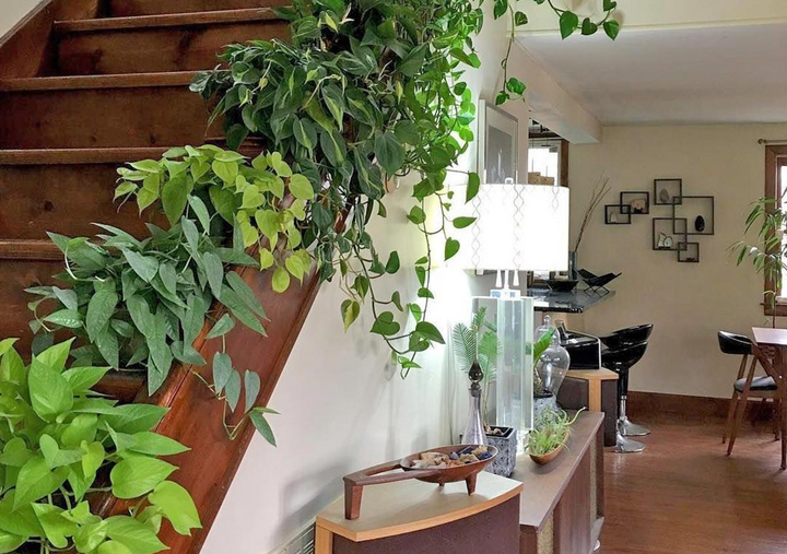 Có nên trồng cây dây leo trong nhà?