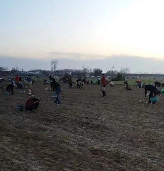 Trung Quốc: Chưa kịp thu hoạch nông sản, hàng trăm người đổ ra đồng 'cướp bóc' gây thiệt hại hơn 670 triệu đồng, chủ hộ gào khóc trong bất lực