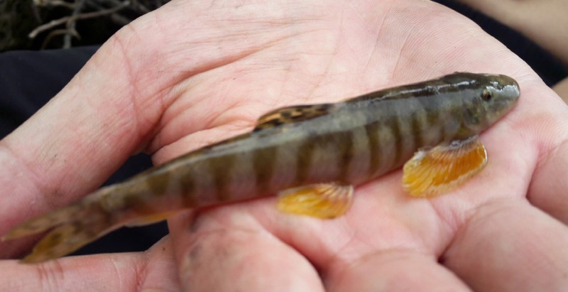 Độc lạ lo&agrave;i c&aacute; qu&yacute; như nh&acirc;n s&acirc;m, l&agrave; lộc trời chỉ c&oacute; ở Ho&agrave;ng Li&ecirc;n Sơn: Bị bắt bằng c&aacute;ch chuốc say - Ảnh 3.