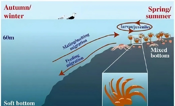 Bí mật của cua hoàng đế: Tại sao giá lại cao như vậy?