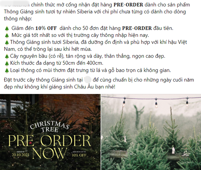 Mới cuối tháng 11 thị trường cây thông Noel đã nhộn nhịp, thông tươi nhập khẩu giá chỉ từ vài trăm nghìn đồng - Ảnh 3.
